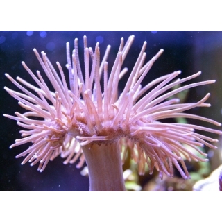 Саркофитон - Sarcophyton. Размер S