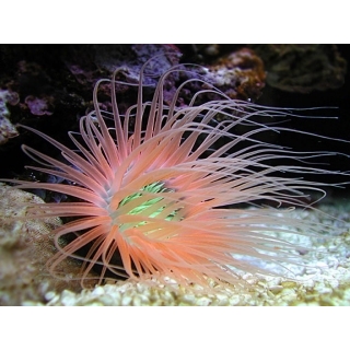 Цериантус мембранацеус - Cerianthus membranaceus, размер S