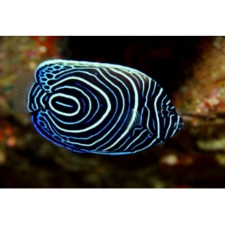 Императорский ангел. Pomacanthus imperator, размер S