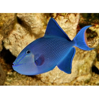 Спинорог черный. Odonus niger, размер 4-5 см