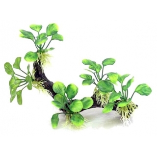 Коряга с анубиасами Коряга с анубиасами