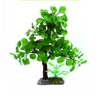 Дерево бонсай Дерево бонсай