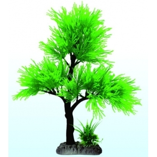 Дерево бонсай Дерево бонсай