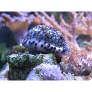 Тигровая ципрея. Cypraea tigris var.