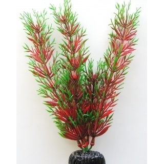 Перестолистник красный 20 см