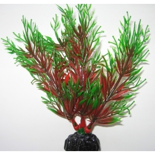 Перестолистник красный 10 см