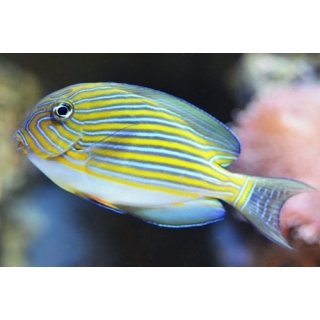 Полосатый хирург. Acanthurus lineatus