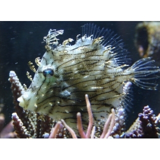 Хетодерма. Chaetodermis penicilligerus