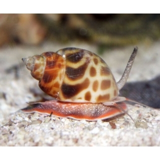 Улитка Buccinulum corneum