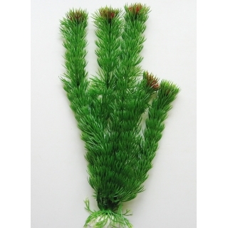 Роголистник 30 см