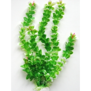 Амбулия 30 см