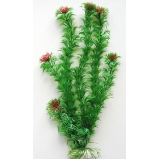 Элодея 30 см