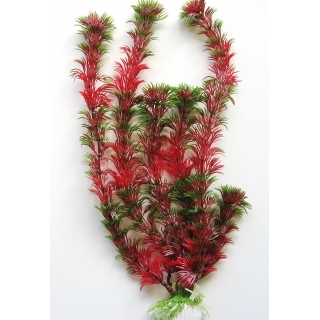 Кабомба красная 30 см