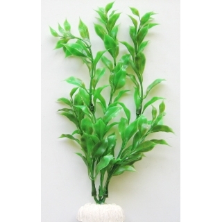 Гигрофила 20 см