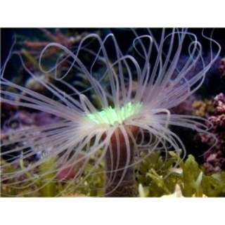 Цериантус - Cerianthus sp, размер S