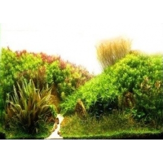 Фон для аквариума двусторонний, высота 30 см