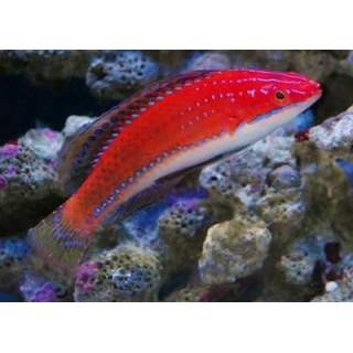 Циррилабрус белобрюхий. Cirrhilabrus rubriventralis