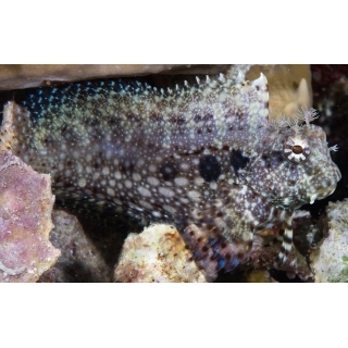 Серамский саларий, Salarias ceramensis