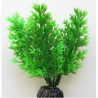 Роголистник 10 см