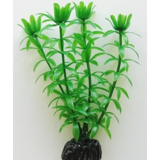 Элодея 10 см