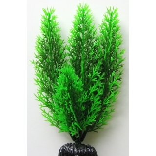 Роголистник 20 см