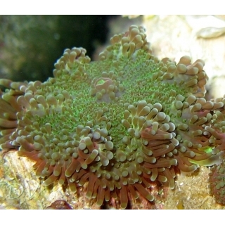 Рикордея Юма зеленая, Ricordea Yuma