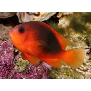Клоун огненный, Amphiprion ephippium, 6-8 см
