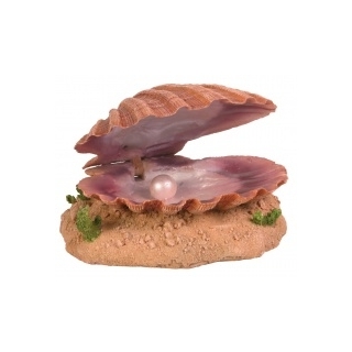 Морская раковина с жемчужиной
