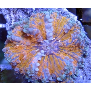 Рикордея Юма ораньжевая, Ricordea Yuma