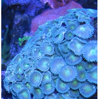 Палитоя. Palythoa sp. Размер S