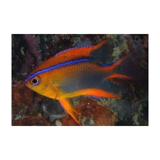 Параглифидодон синеполосый, Neoglyphidodon crossi