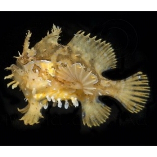 Удильщик саргассовый, Histrio histrio, Размер 5-7 см