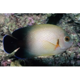 Центропиг жемчужный, Centropyge vroliki