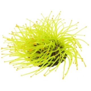 Силиконовый коралл