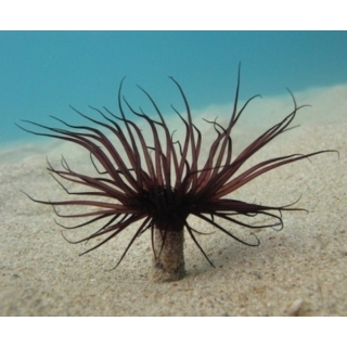 Цериантус мембранацеус - Cerianthus membranaceus