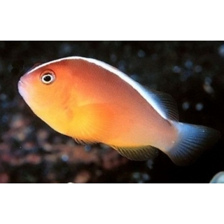 Клоун белоспинный, Amphiprion akallopisos, размер M