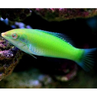 Тамарин зеленый, Halichoeres chloropterus