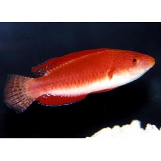 Циррилабрус красноплавничный, Cirrhilabrus rubripinnis