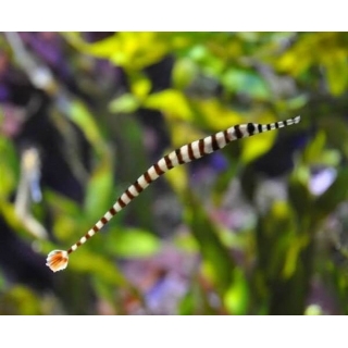 Игла-зебра краснохвостая, Doryrhamphus dactyliophorus