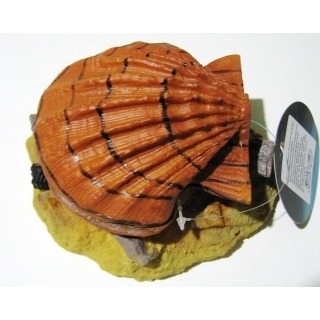 Раковина с жемчужиной