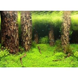 Фон для аквариума двусторонний, высота 60 см