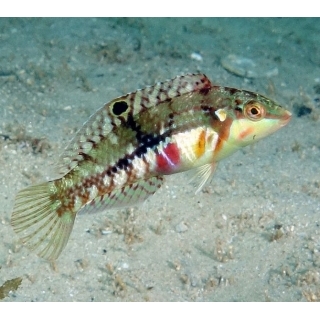 Тамарин узорчатый, Halichoeres nebulosus