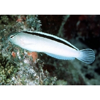 Собачка лирохвостая Смита, Meiacanthus smithi