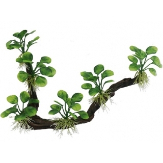 Коряга с анубиасами Коряга с анубиасами