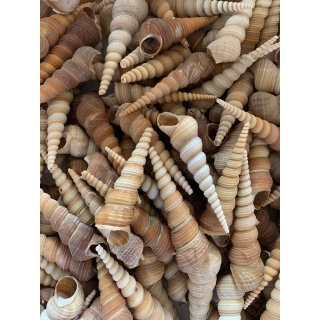 Набор морских раковин в банке 800 мл